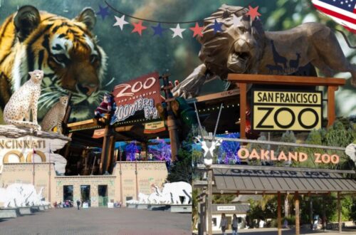 Best Zoos in the US You Need to Visit in 2025